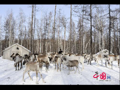 “鄂溫克”是民族自稱，意為“住在大山林中的人們”，人口少而分布廣。走進大森林的這部分鄂溫克人被稱為“雅庫特”，或者使鹿鄂溫克。這是目前世界上唯一一個使用馴鹿的民族，代表著一種獨特的文化現象——馴鹿文化（又稱狩獵文化）。天高攝影
