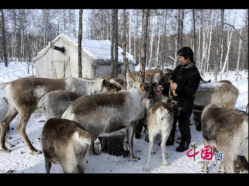 考騰寶正在給馴鹿喂喂鹽，這樣馴鹿才更聽話。天高攝影