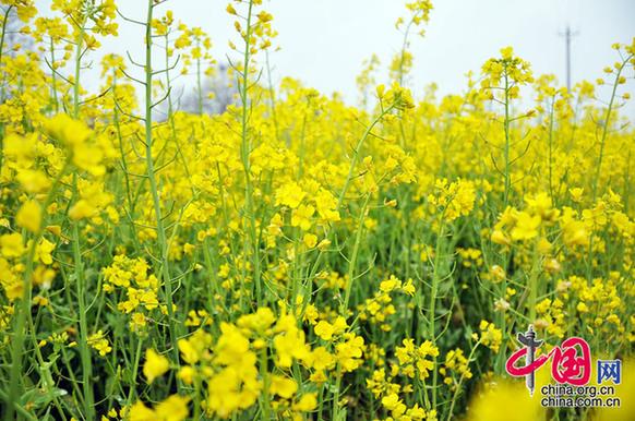 油菜花在我國栽培較廣，以長江流域和以南各地為最多。湖北省是油菜花產(chǎn)地之一。李剛攝