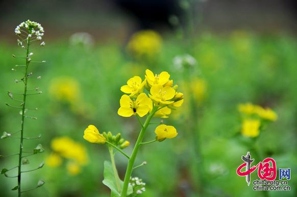 油菜花在我國栽培較廣，以長江流域和以南各地為最多。湖北省是油菜花產(chǎn)地之一。李剛攝