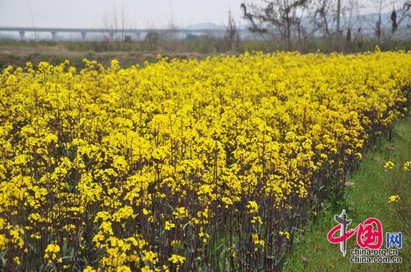 菜薹是湖北的特產(chǎn)，與油菜花同屬十字花科，但色彩較油菜花艷麗。李剛攝