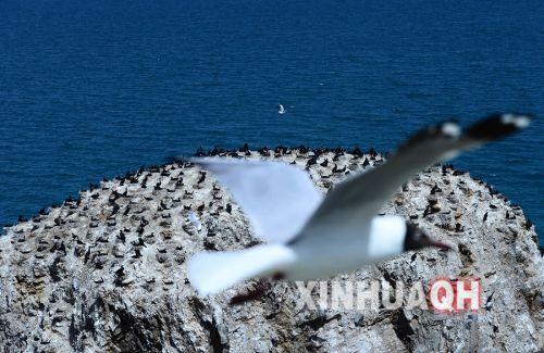 一只棕頭鷗在青海湖鸕鶿島前飛過。新華社　張宏祥　攝