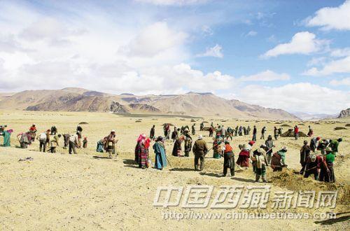 措勤縣人民的勞動(dòng)場面。