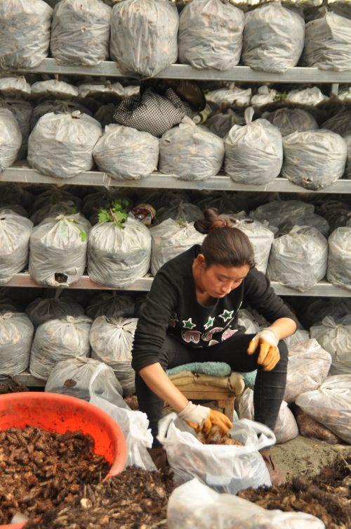 3.工人將加了蜜環(huán)菌天麻種裝袋。攝影：記者 王川。