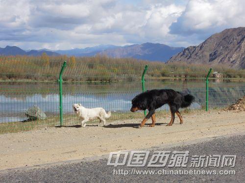 小狗將我引向景區(qū)入口處。