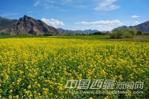 曲水縣才納鄉(xiāng)風(fēng)光。彭月圓 攝