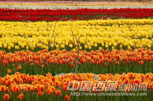 曲水境內(nèi)風(fēng)光。彭月圓 攝