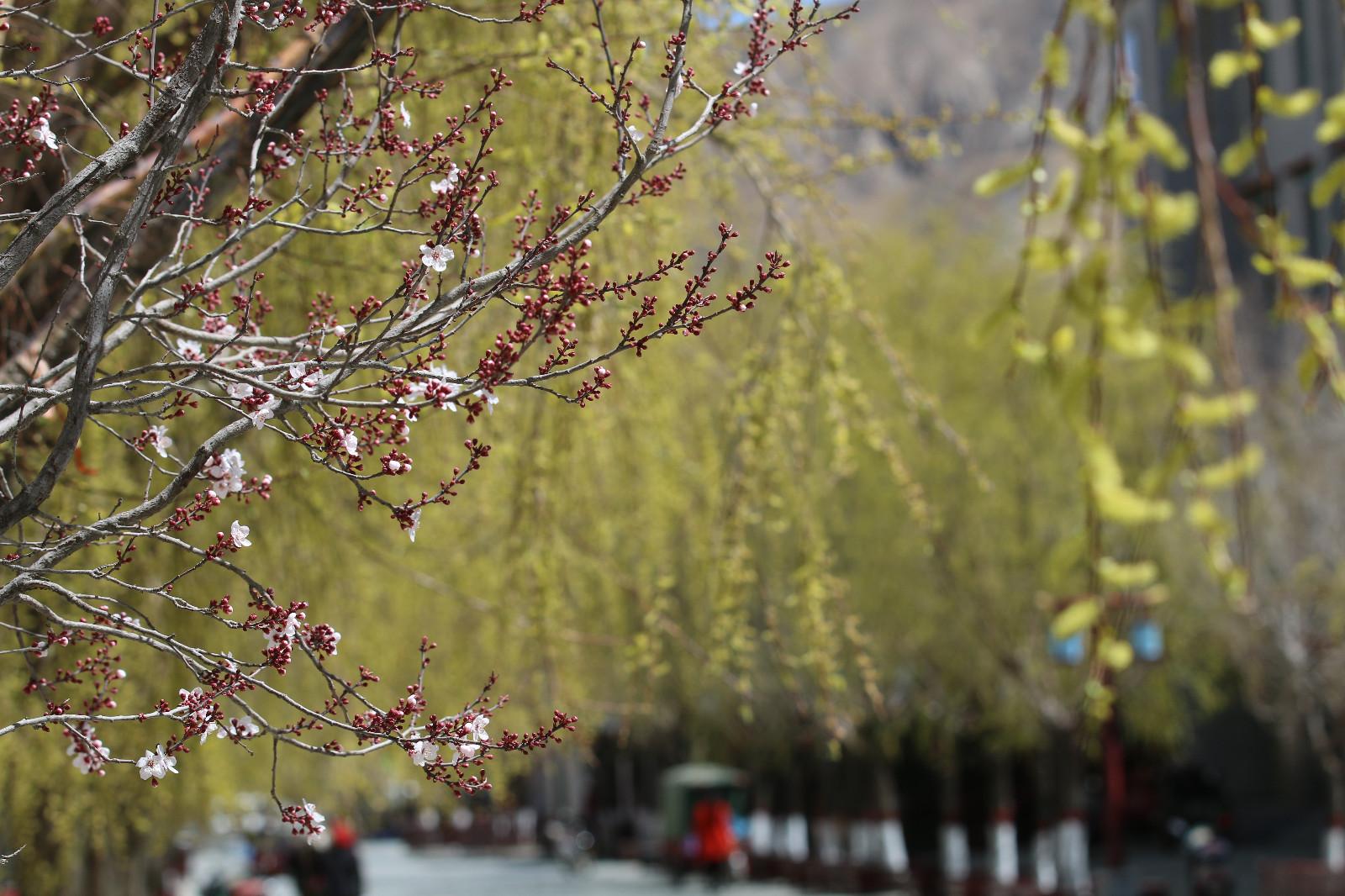 圖為：春意盎然的瓊結(jié)旅游步行街。.JPG