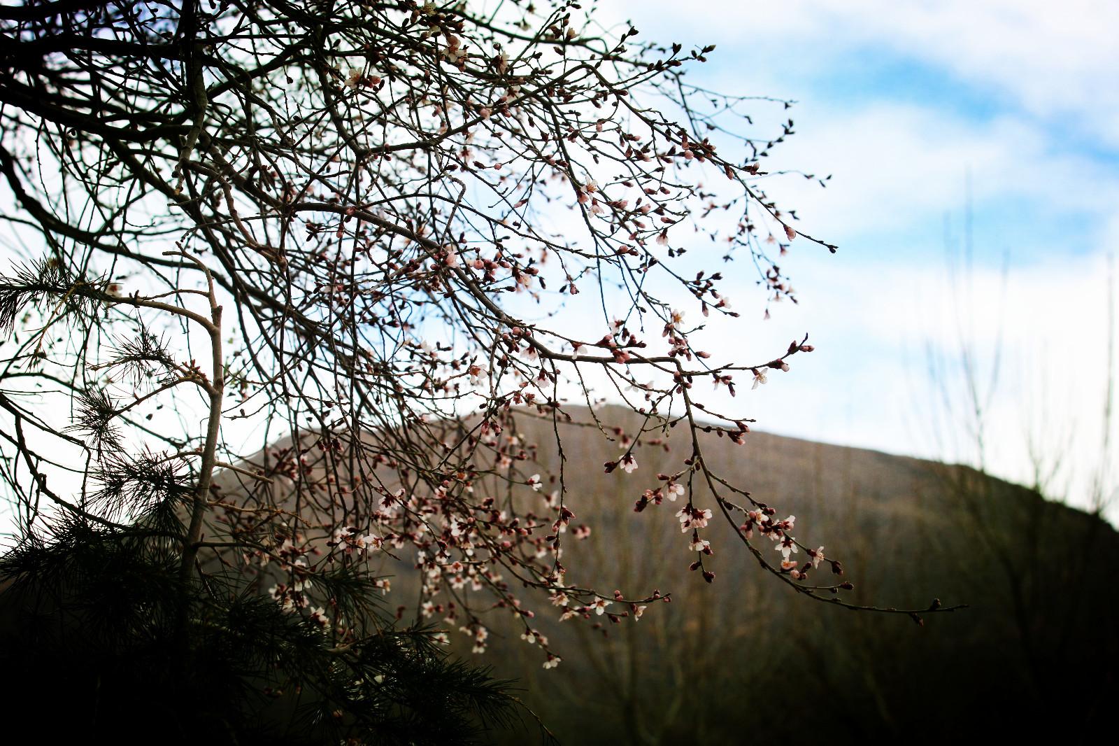 圖為：瓊結(jié)木若山腳下的野桃花、.JPG